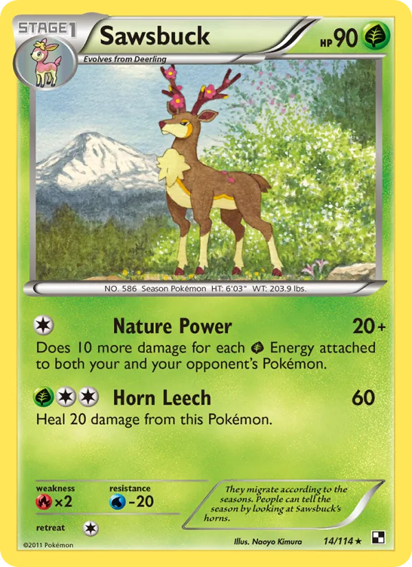 14 Sawsbuck – Black & White